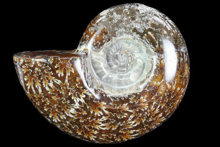Polished Ammonite (Anapuzosia?) Fossil - Madagascar #88097
